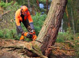 How Our Tree Care Process Works  in Bonsall, CA